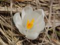 Crocus vernus